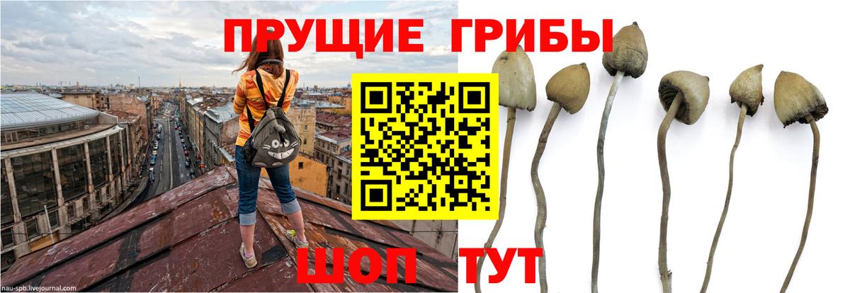 Галлюциногенные грибы мицелий Жигулёвск